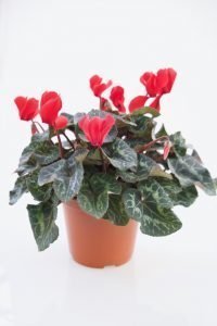 Cyclamen persicum