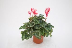 Cyclamen persicum