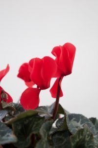 Cyclamen persicum