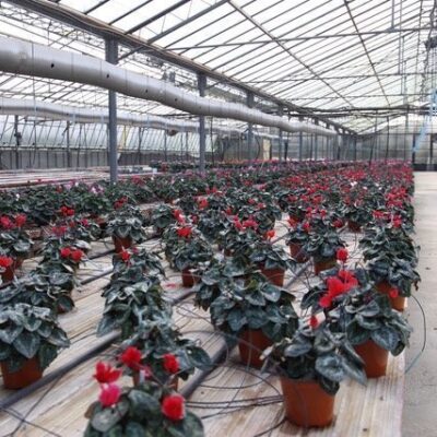 Cyclamen persicum CICLAMINO - immagine 5
