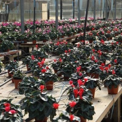 Cyclamen persicum CICLAMINO - immagine 8