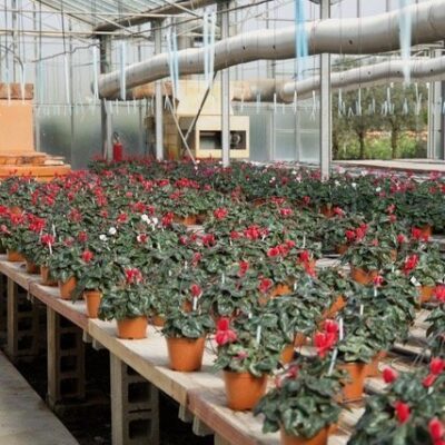 Cyclamen persicum CICLAMINO - immagine 4