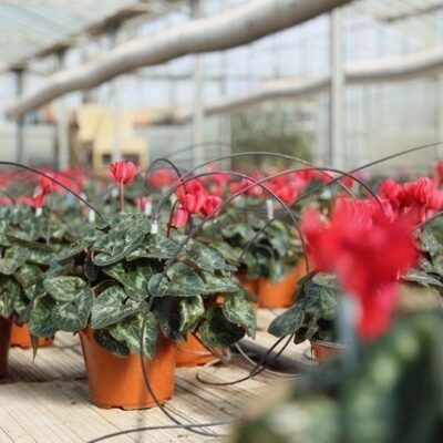 Cyclamen persicum CICLAMINO - immagine 6