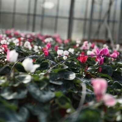 Cyclamen persicum CICLAMINO - immagine 7