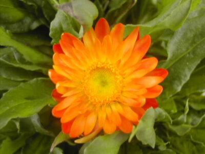 fiore di elicriso fiore di carta