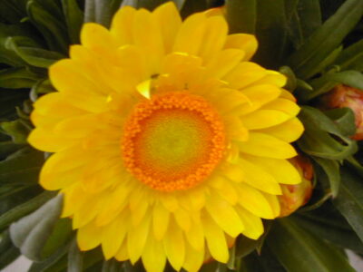 primo piano del fiore di elicriso fiore di carta