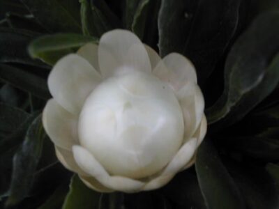 particolare del fiore di elicriso fiore di carta