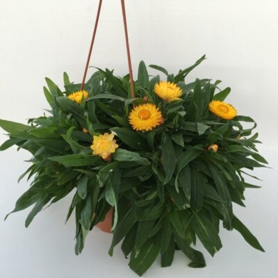 piantina di elicriso fiore di carta gold
