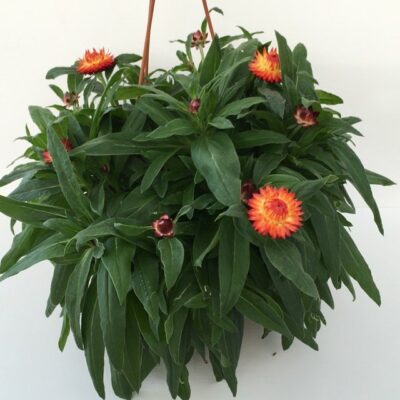 piantina di elicriso fiore di carta red