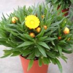 piantina in vaso di elicriso fiore di carta