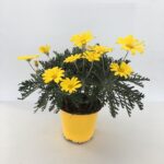 Euryops pectinatus