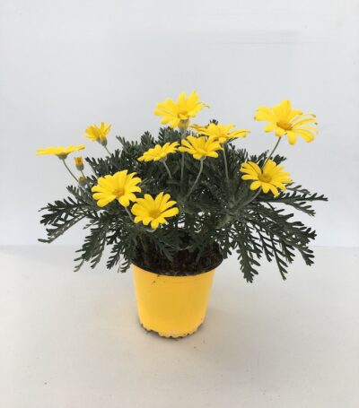 Euryops pectinatus