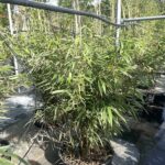 Fargesia murieliae 'Rufa' Vivai Frappetta