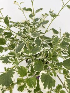 Foglie di Plectranthus coleoides PIANTA DELL’INCENSO