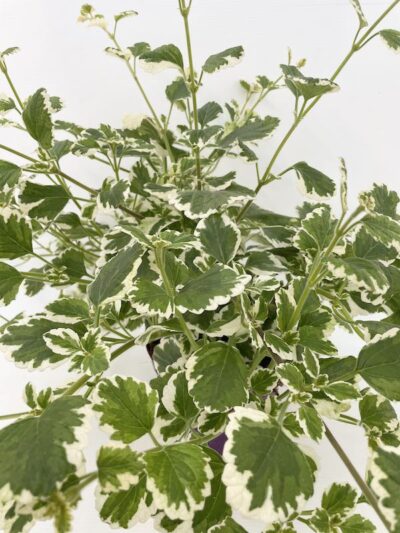 Foglie di Plectranthus coleoides PIANTA DELL’INCENSO