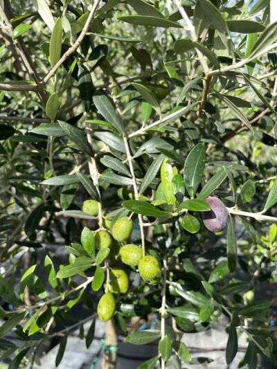 Frutto Olivo Salvia - Vivai Frappetta