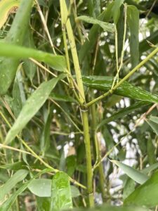 Fusti di Phyllostachys bissetii Vivai Frappetta