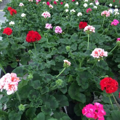 Fiori di Geranio Zonale