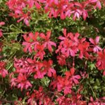 Pelargonium peltatum GERANIO RICADENTE