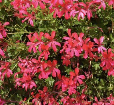 Pelargonium peltatum GERANIO RICADENTE