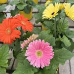 Gerbera jamesonii