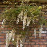primo piano di wisteria sinensis alba