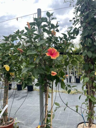 HIBISCUS ROSA SINENSIS - Alberello