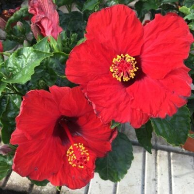 fiore rosso di hibiscus rosa sinensis