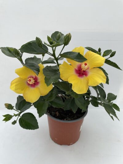 Hibiscus rosa sinensis Cespuglio