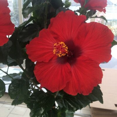 particolare del fiore rosso di hibiscus rosa sinensis