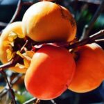 Frutti di Kaki cioccolatino