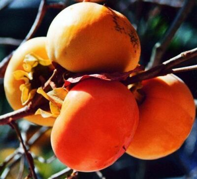 Frutti di Kaki cioccolatino