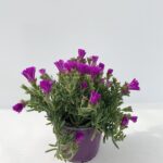 Lampranthus roseus (= Mesembryantemum multiradiatum)