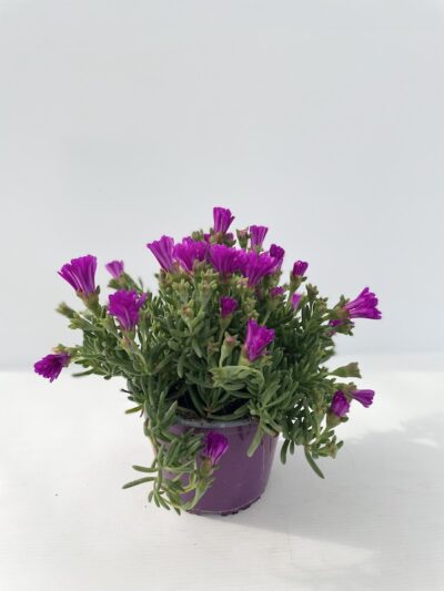 Lampranthus roseus (= Mesembryantemum multiradiatum)