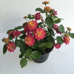 piantina di lantana camara bandana cherry