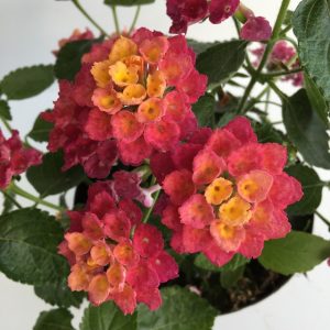 fiori di lantana camara bandana cherry