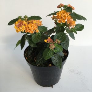 piantina di lantana camara bandana orange yellow