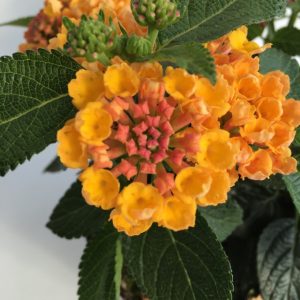 fiore di lantana camara bandana orange yellow