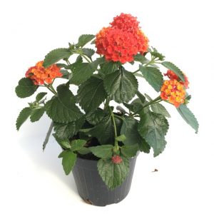 piantina in vaso di lantana camara bandana red