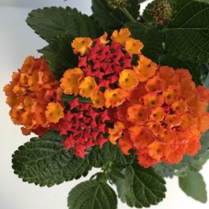 fiori di lantana camara bandana red