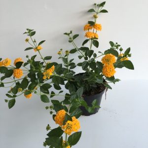 piantina di lantana camara mini laura