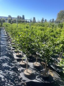 Lime CL11 Vivai Frappetta