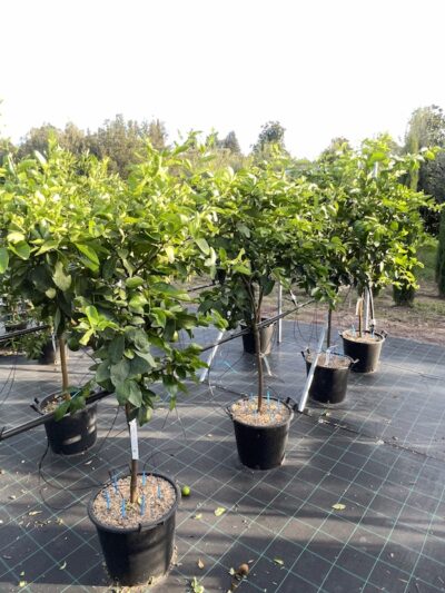 Lime CL30 Vivai Frappetta