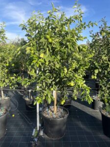 Lime CL70 Vivai Frappetta