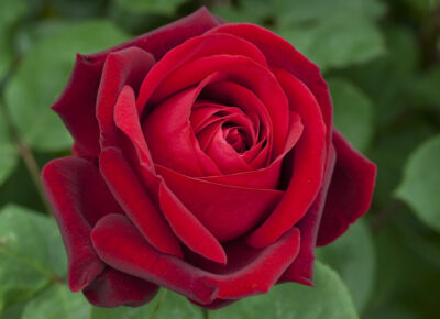 ROSA EDITH PIAF