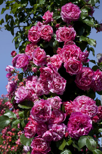 ROSA INES SASTRE GPT
