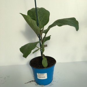 pianta innestata di melanzana lunga scura mirabelle