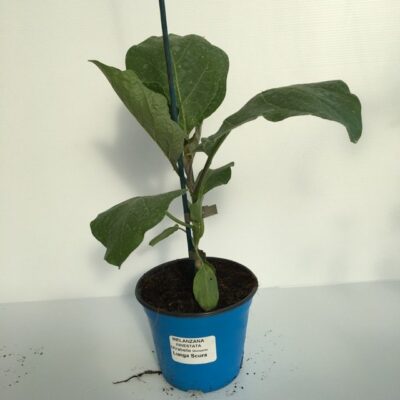 pianta innestata di melanzana lunga scura mirabelle