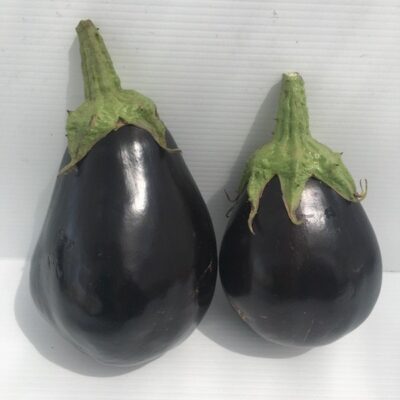 Melanzana Tonda Nera - immagine 2