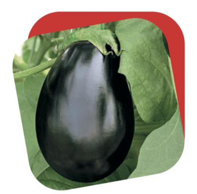 Melanzana Tonda Nera